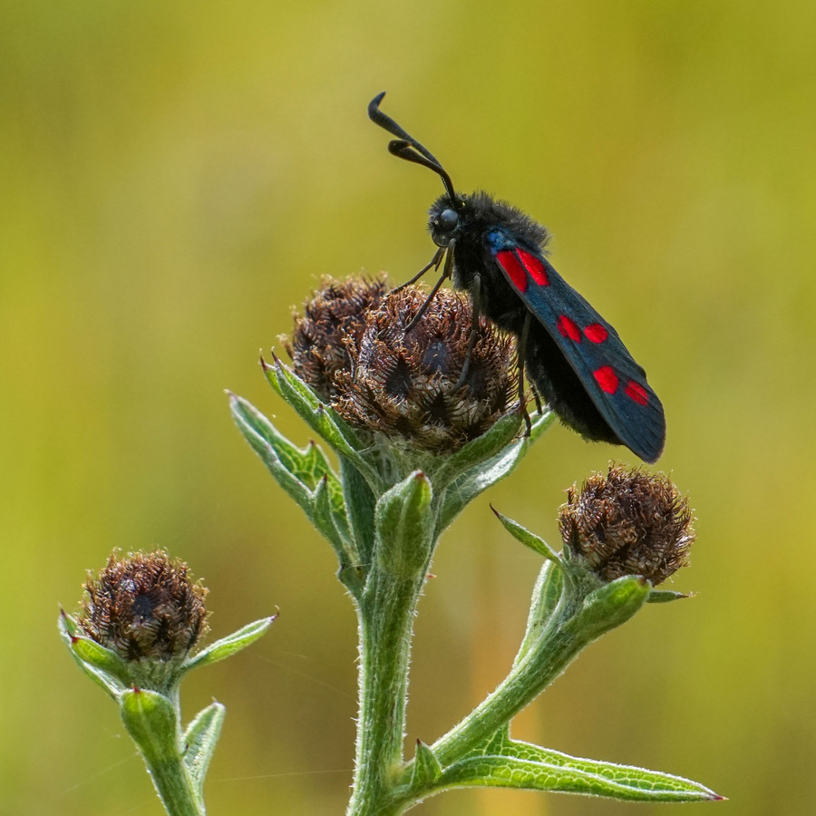 09 Beautiful burnet Tho